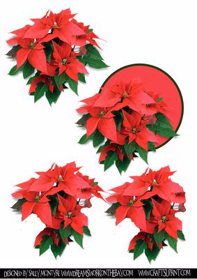 Poinsettia 3D