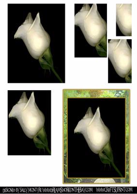 Perfection White Rose