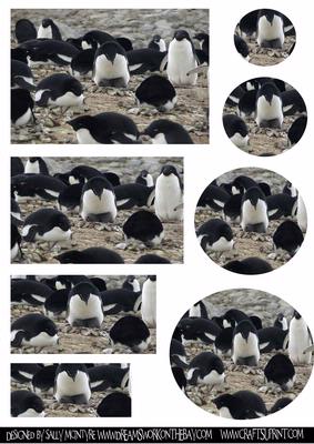 Oh So Cold Oh So Cute Penguins