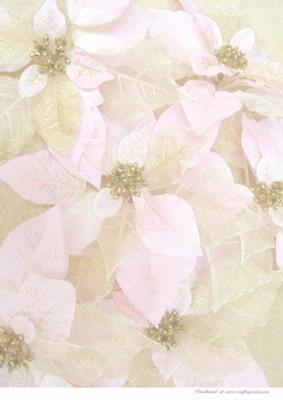 White Poinsettia Background