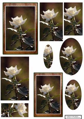 Rose of Plenty