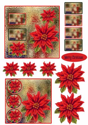 Poinsettias