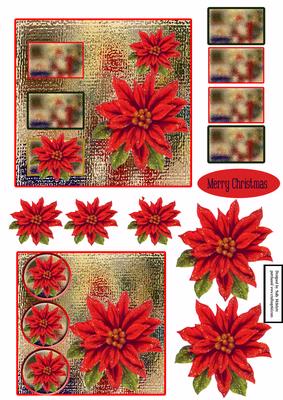 Poinsettias