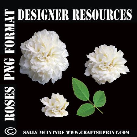 Cut Out White Rose 3 Stage with Leaf