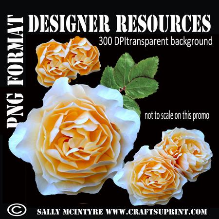 Apricot Rose Layered Designer Transparent Background