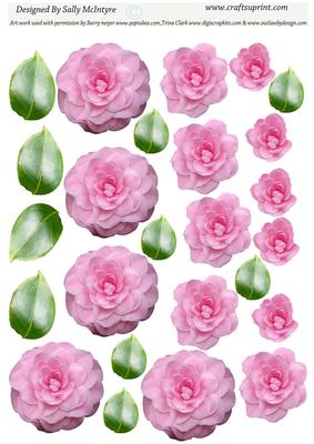 Buildaflower Pink Camelia