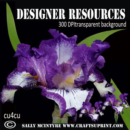 Designer Resource Purple Iris