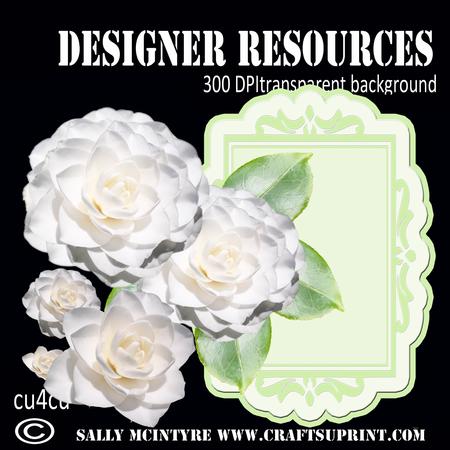 White Camelia with Card Face Plate