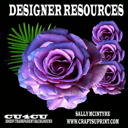 Designer Resource Purple Rose Png Format Transparent Back Gr