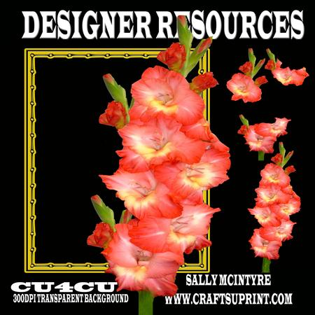 Orange Gladioli Designer Resource Layers and Frame 300 Dp