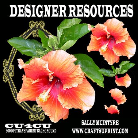 Hibiscus Designers Resources 300dpi Png