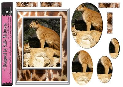 Out of Africa Cats