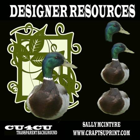 Duck Designer Resource Transparent Back Ground
