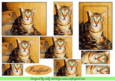 Just Purrfect