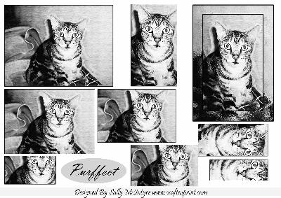 Just Purrfectly in Black and White