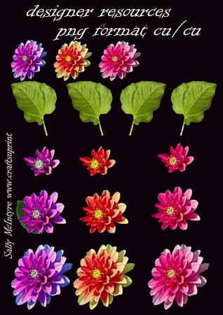 Dahlias Multi Coloured Cut Out Designer Resource Cu/cu