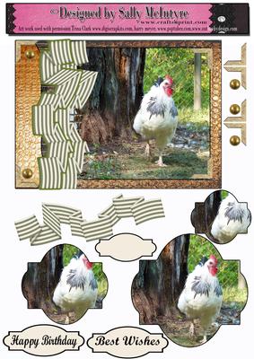 Queen of the Roost,hens and Roosters