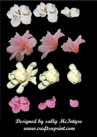 Magnolias x 4 Art Filtered Ready for Use Png Format Promo