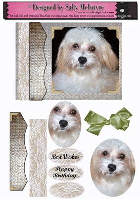 All About a Little White Dog