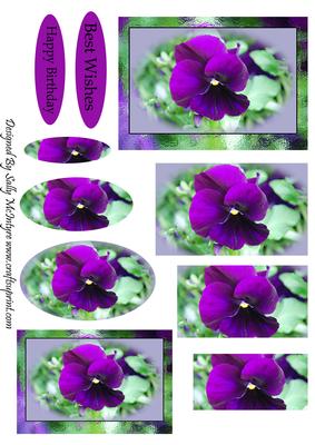 Pansy's from My Garden