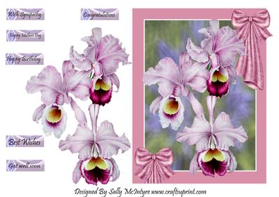 Beautiful Orchids for a Special Friend