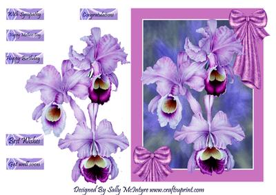 Beautiful Purple Orchids for a Special Friend