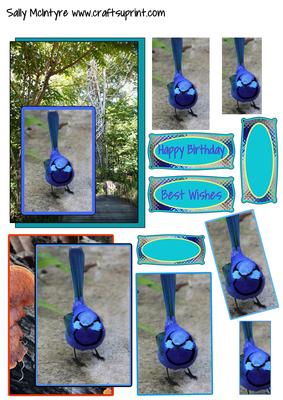 Blue Robins in the Australian Bush
