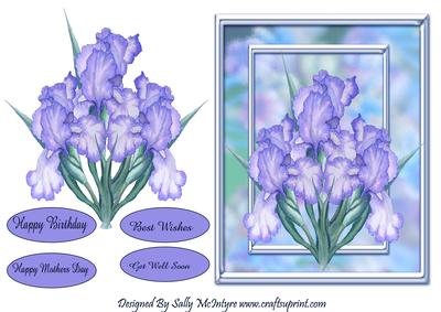 Loverly Iris Blue