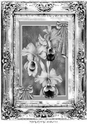 Silver Framed A4 Orchids Black and White