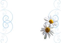 Insert with Flourish and Daisies