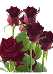 Red Red Roses A4