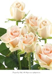 A4 Apricot Roses
