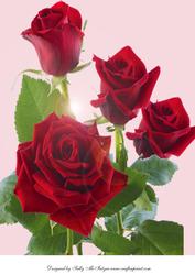 A4 Red Red Rose
