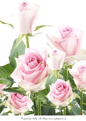 A4 a Rose by Any Other Name Pale Pink White Back Ground