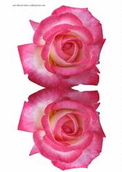 Pink Rose Shaped Card