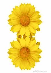 Daisy Shaped Card