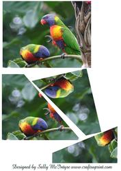 Lorikeet Pyramid.