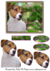 Jack Russell Happy Birthday Best Wishes Step by Step