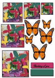 Butterflies Butterflies