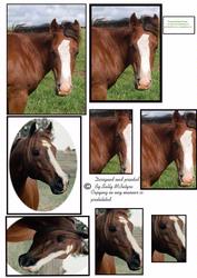 Look at Me Horses