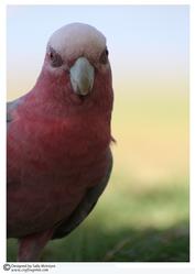 Pink Galah