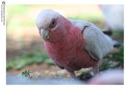Pink and Grey Galah