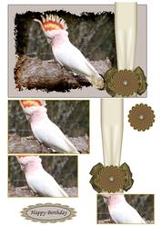 Cockatoo Creatures Happy Birthday