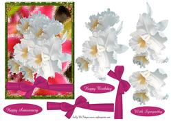 Orchid Beauty