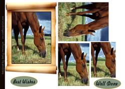 Horse in the Paddock Well Done Best Wishes