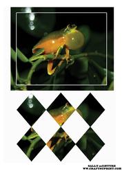 Daintee Tree Frog Diamond Stacker