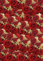 Red Roses and White Babys Breath Background