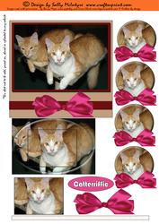 Catteriffic