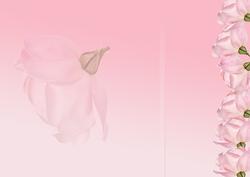 Pink Roses Insert Cut or Print T to Size You Require