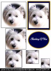 Westie Just for You & Topper
